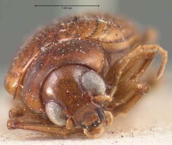 Media type: image; Entomology 9790   Aspect: head frontal view